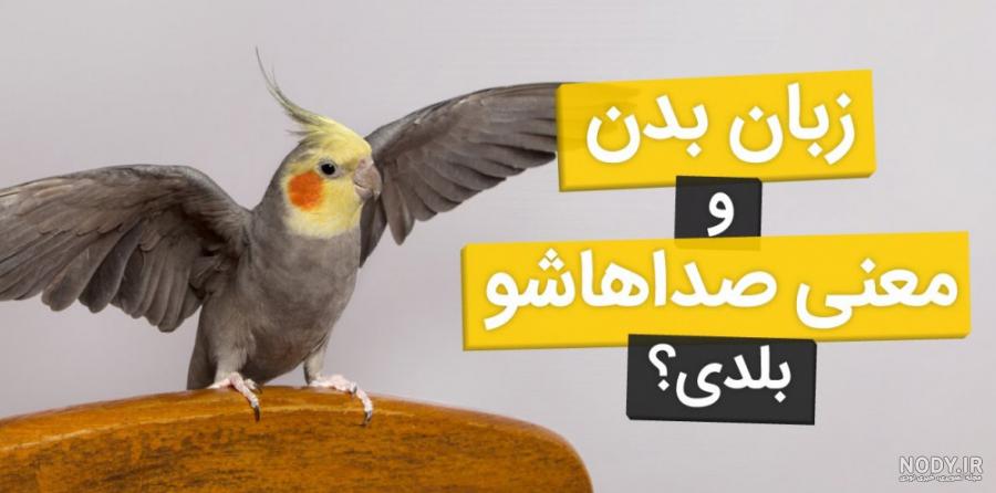 عروس هلندی | شناخت، نگهداری و تغذیه عروس هلندی این پرنده سخنگو