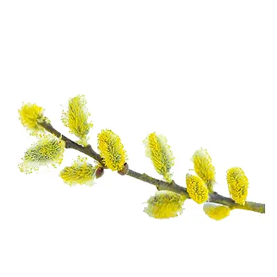 عکس از درخت بیدمشک