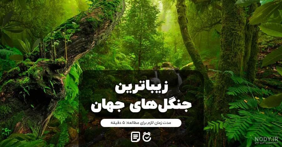 عکس با کیفیت از جنگل حرا