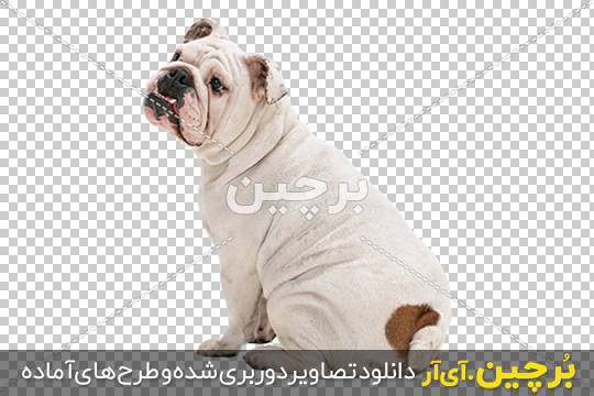 عکس با کیفیت از سگ نشسته با زبان بیرون