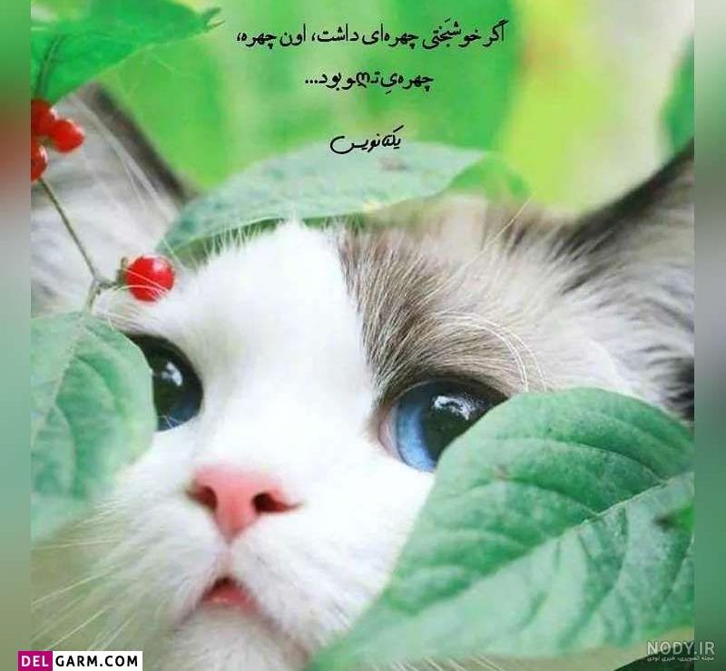 عکس با کیفیت برای پروفایل واتساپ