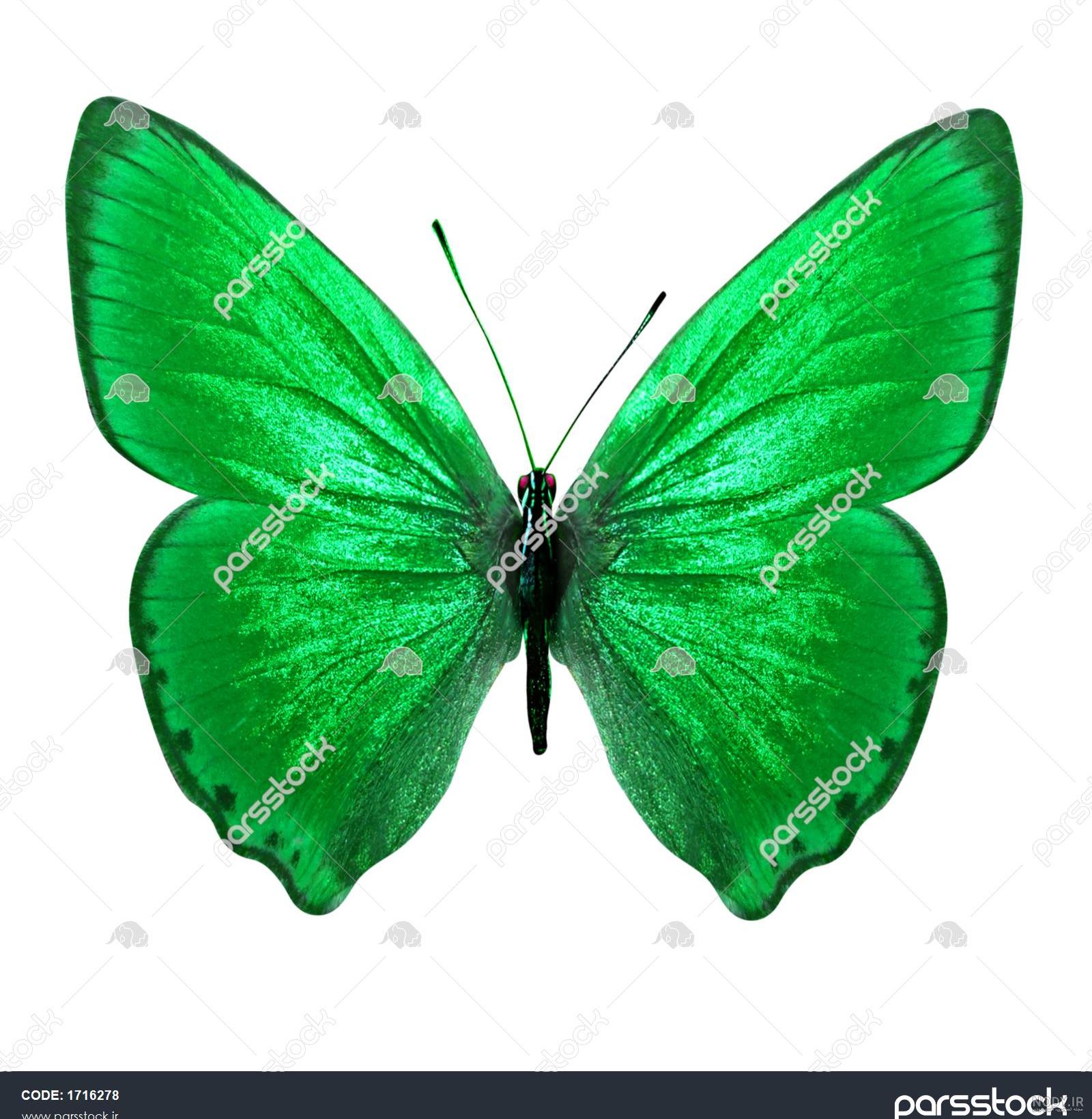 عکس با کیفیت پروانه و گل
