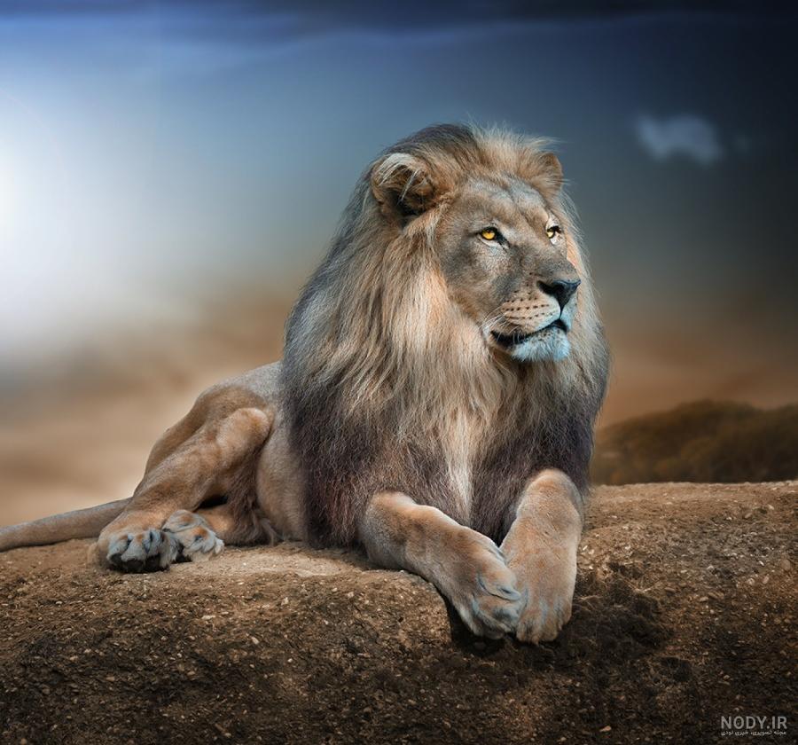 عکس شیر برای پروفایل | 65 عکس پروفایل شیر با کیفیت عالی{full HD}