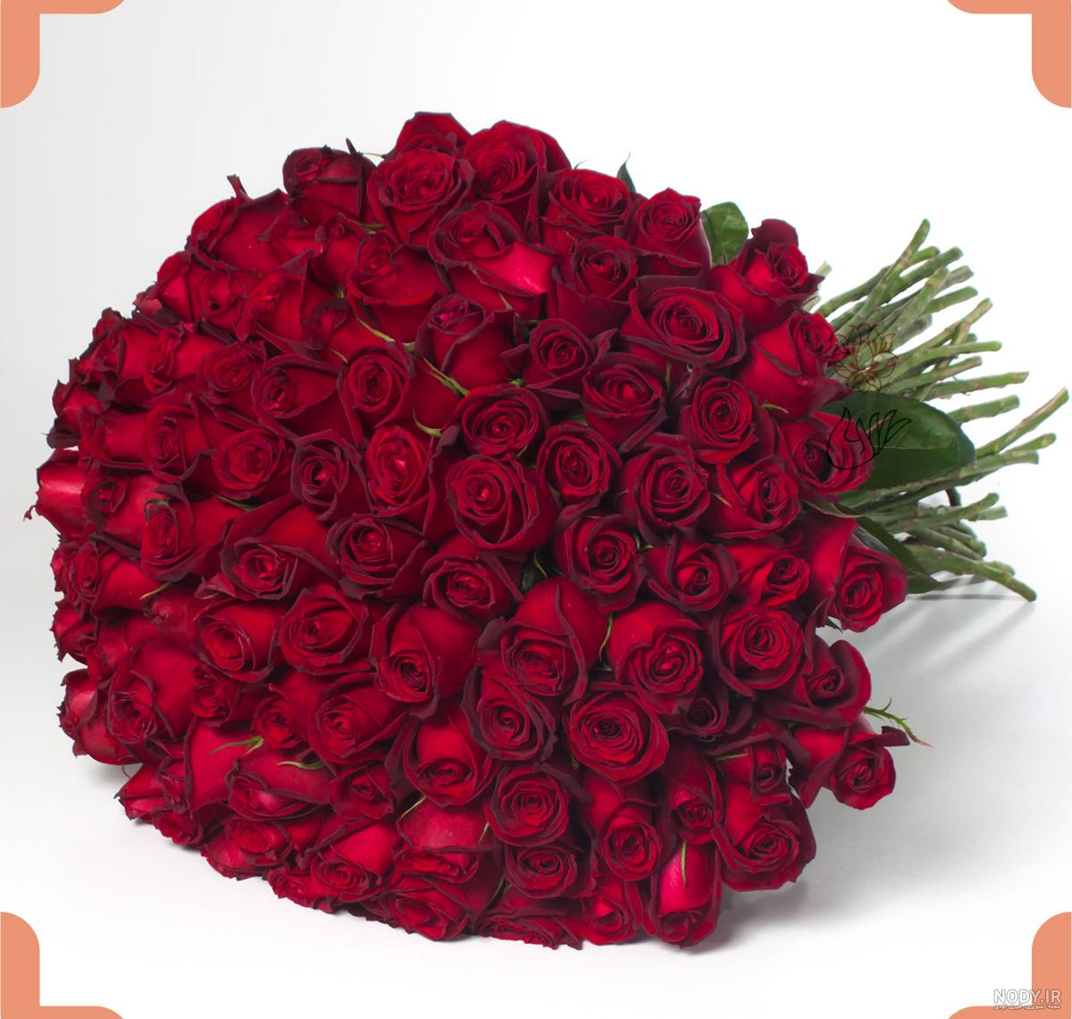 عکس گل رز برای پروفایل تلگرام و اینستاگرام • مجله تصویر زندگی