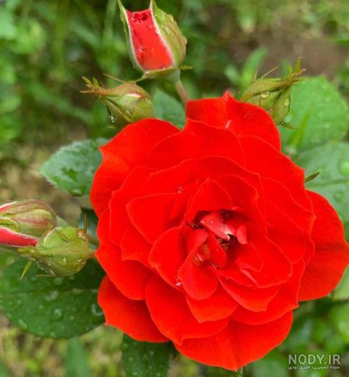 عکس گل 1403 | عکس گل بسیار زیبا برای پروفایل شاد | عکس گل برای پروفایل