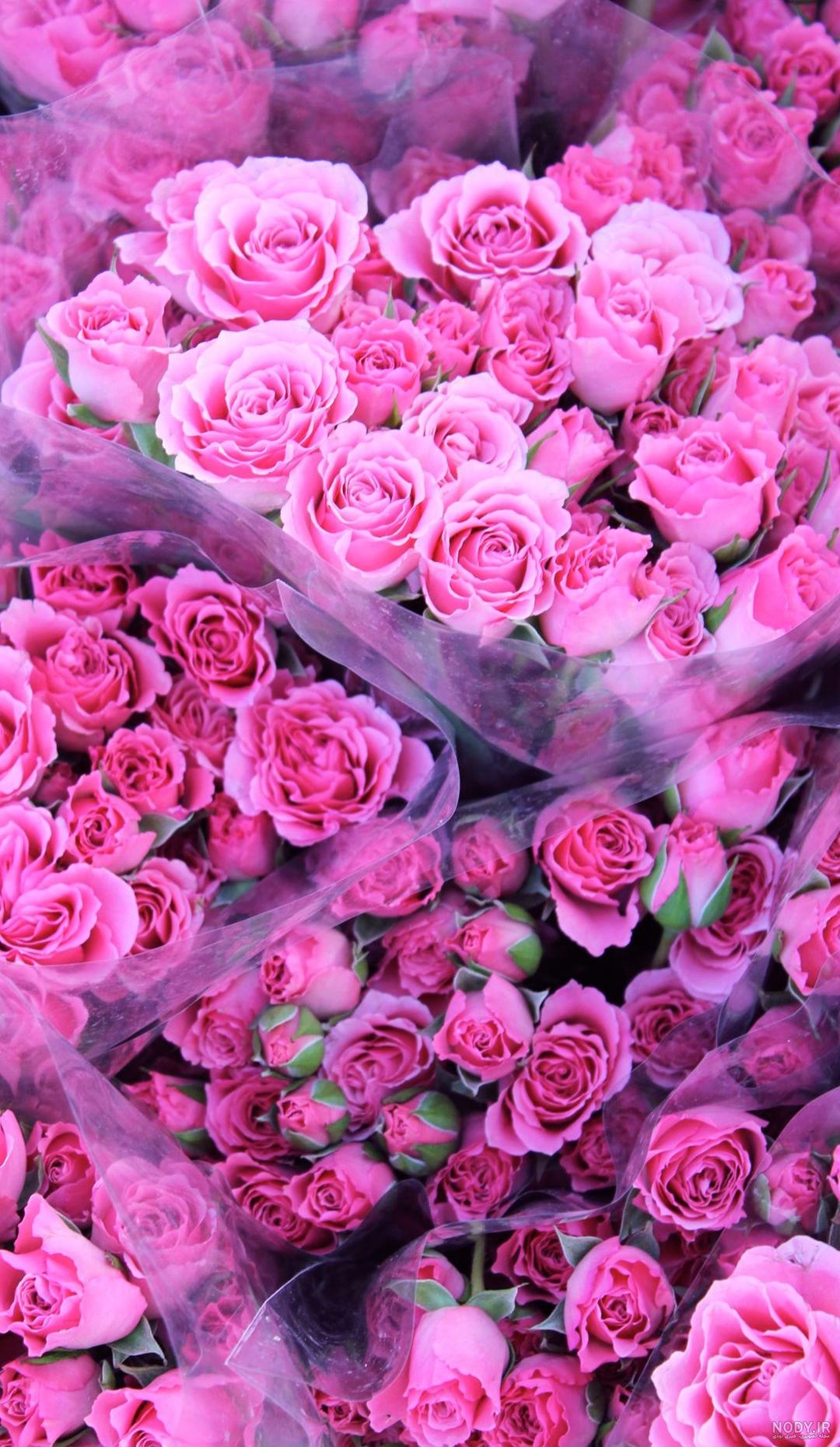 متن در مورد گل رز 🌹+ عکس نوشته و جملات زیبا درباره گل رز - ماگرتا