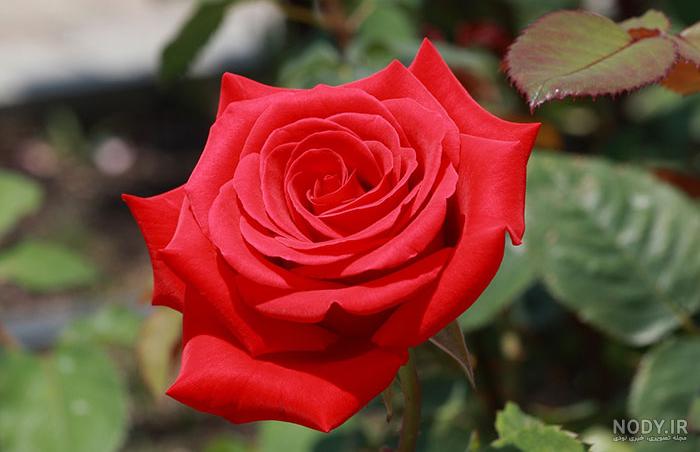 متن در مورد گل رز 🌹+ عکس نوشته و جملات زیبا درباره گل رز - ماگرتا
