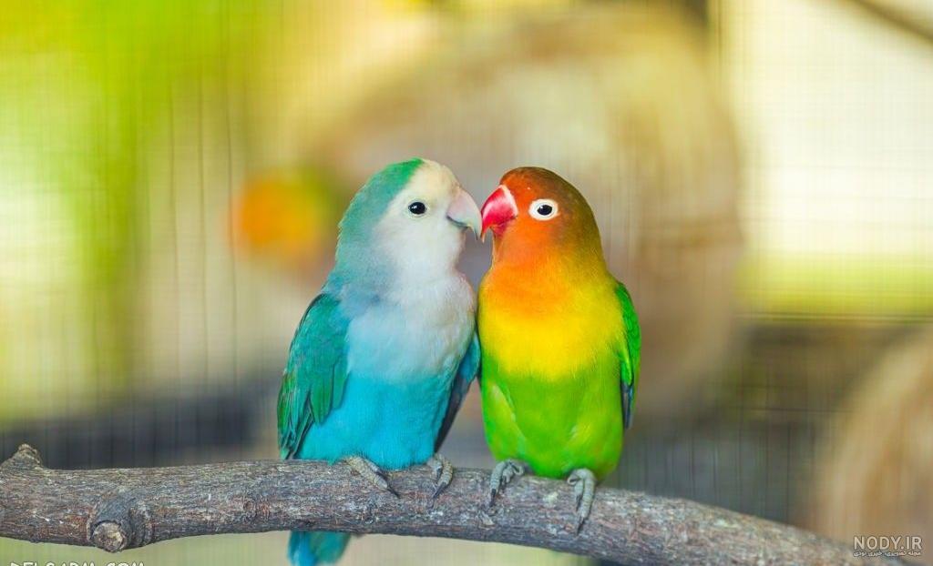 مجموعه ای زیبا از عکس طوطی های رنگارنگ جهان - ستاره