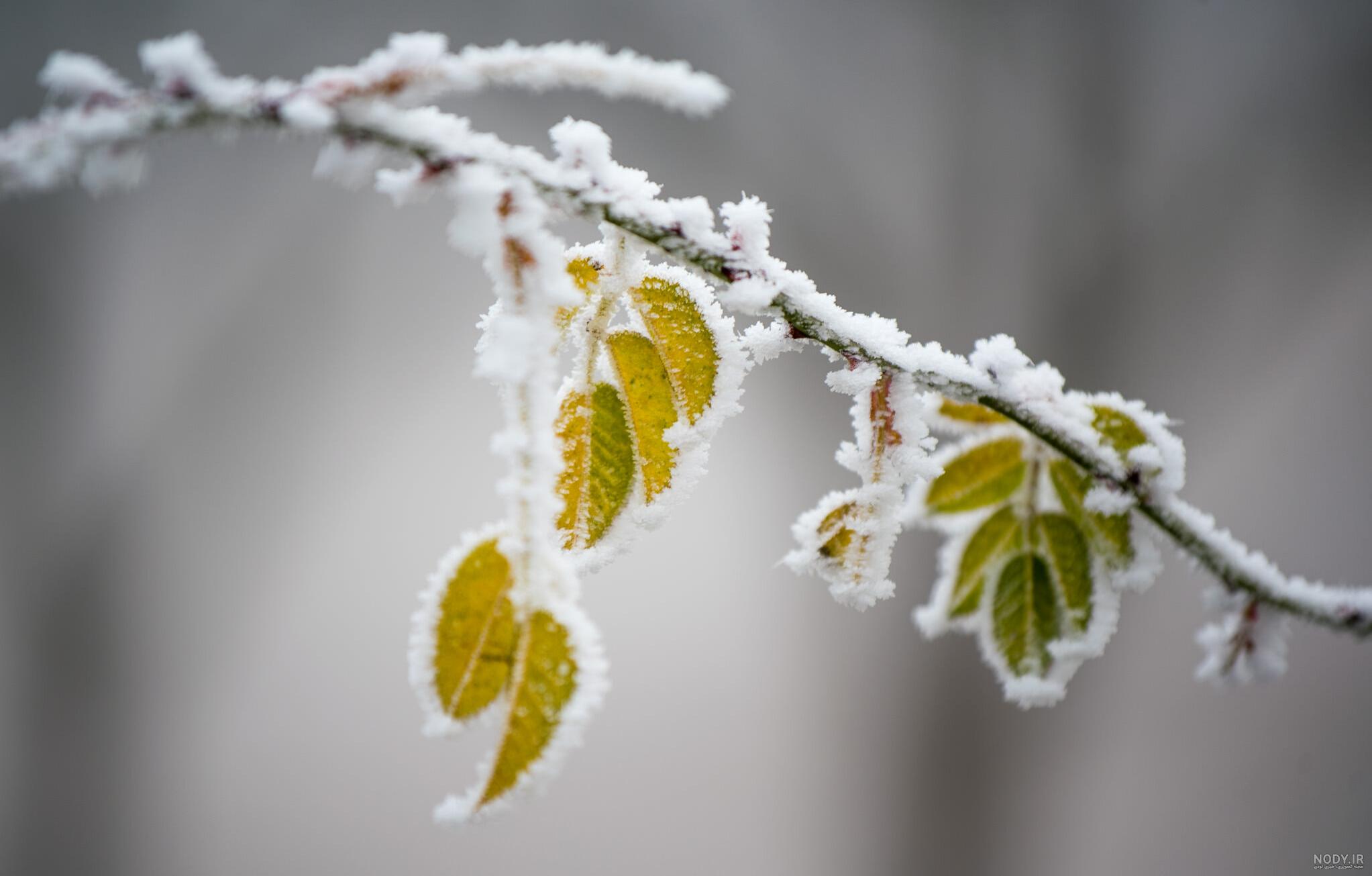 33 عکس زمستان زیبا❄️دانلود عکس زمستان برفی با کیفیت بالا