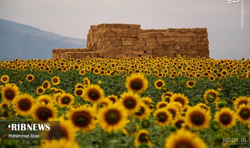 تصویر زمینه گل های آفتابگردان در پس زمینه چوبی