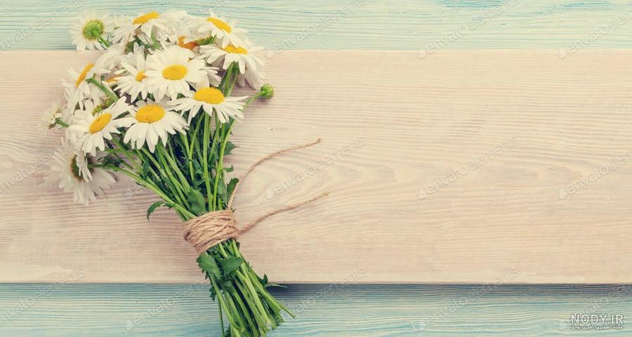 عکس تصویر زمینه گل بابونه - عکس نودی
