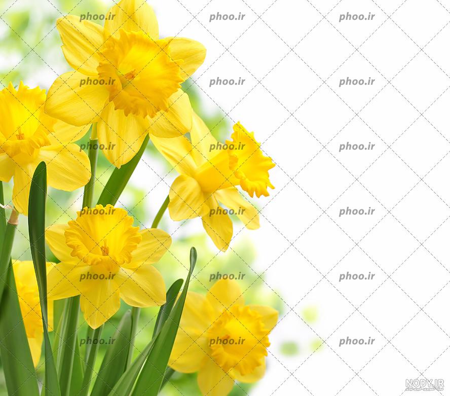 عکس پس زمینه گل نرگس