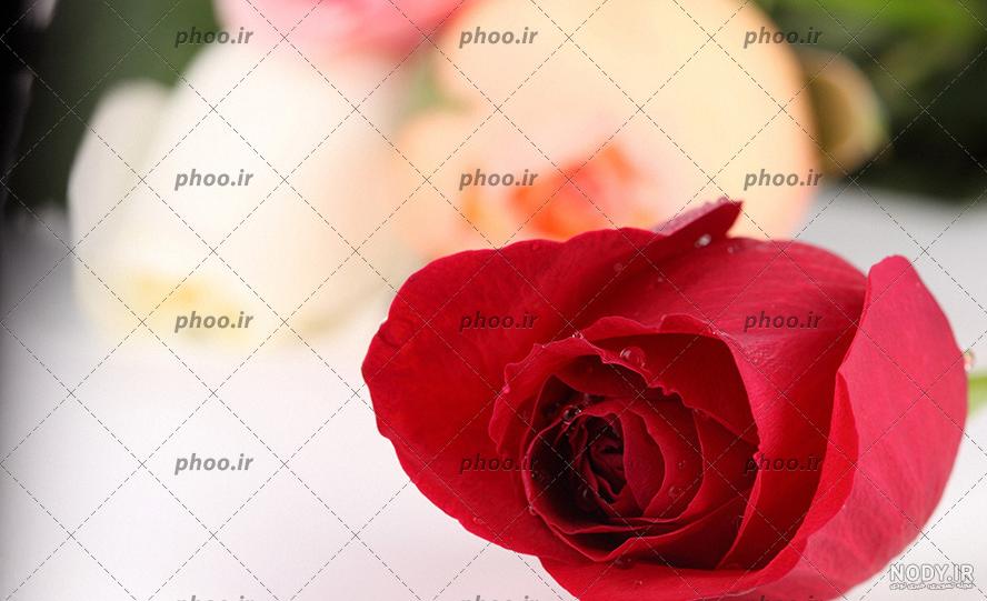 عکس پس زمینه گوشی عکس گل