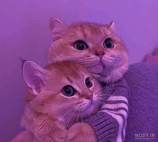 عکس گربه ی کیوت برای پس زمینه