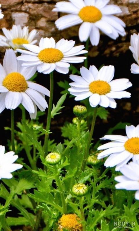 عکس گل بابونه برای پس زمینه
