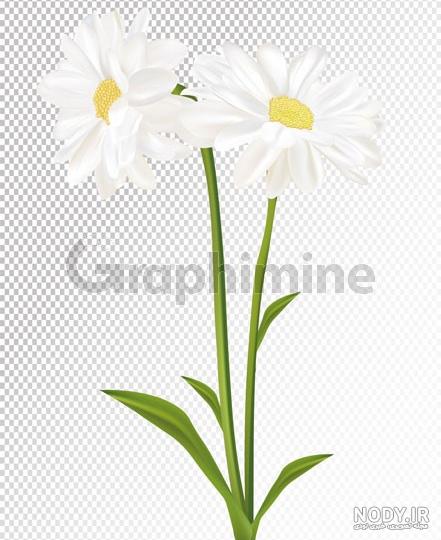 عکس گل بابونه برای پس زمینه گوشی