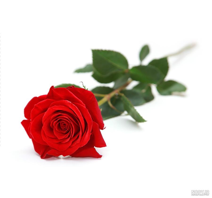 عکس گل رز با پس زمینه مشکی
