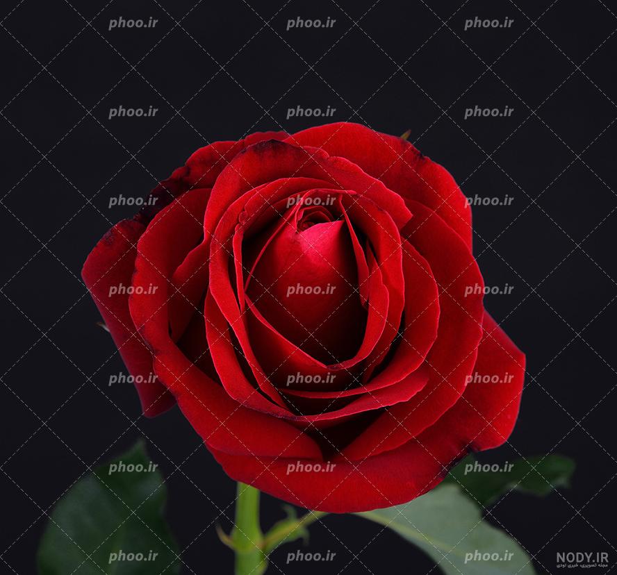 عکس گل رز برای پس زمینه