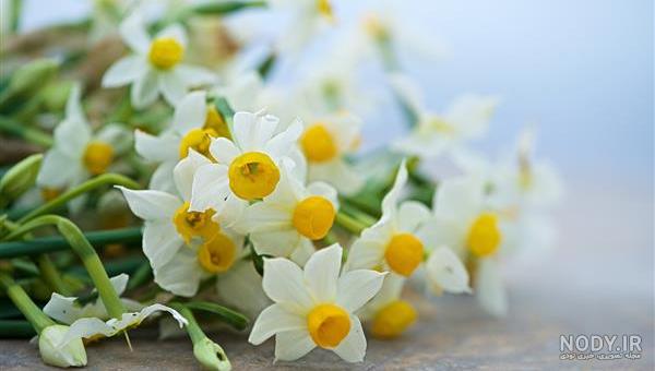 عکس گل نرگس برای پس زمینه گوشی