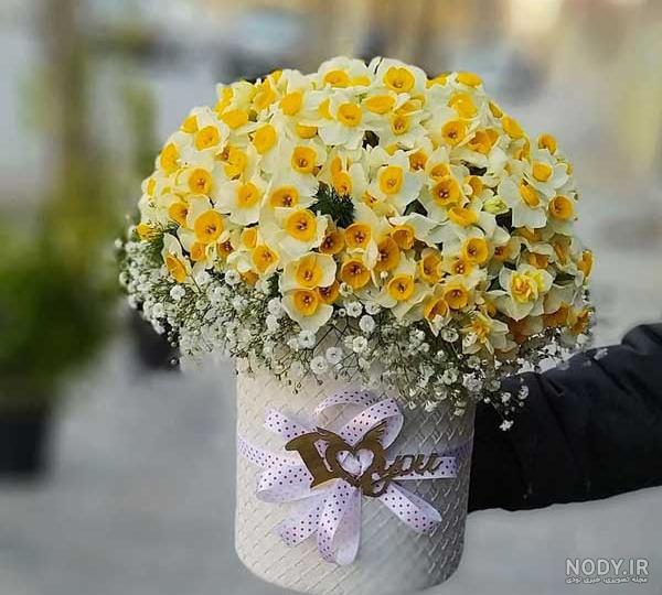 والپیپر عکس گل نرگس برای پس زمینه و تم گوشی و پروفایل با کیفیت HD