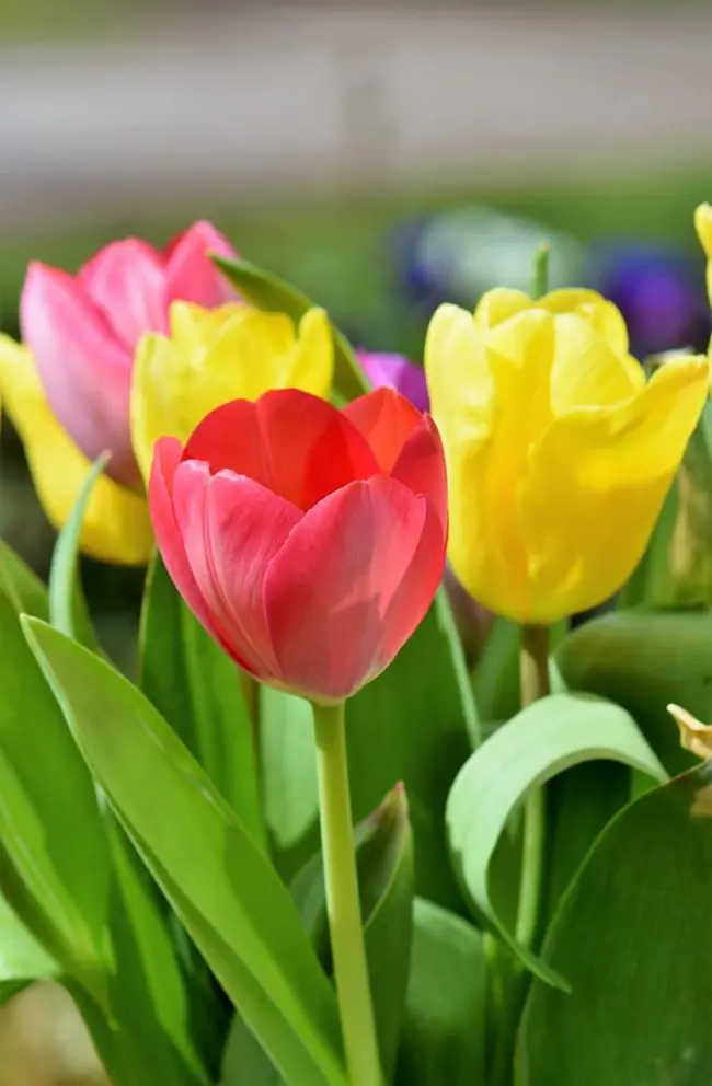 گالری عکس گل های قشنگ
