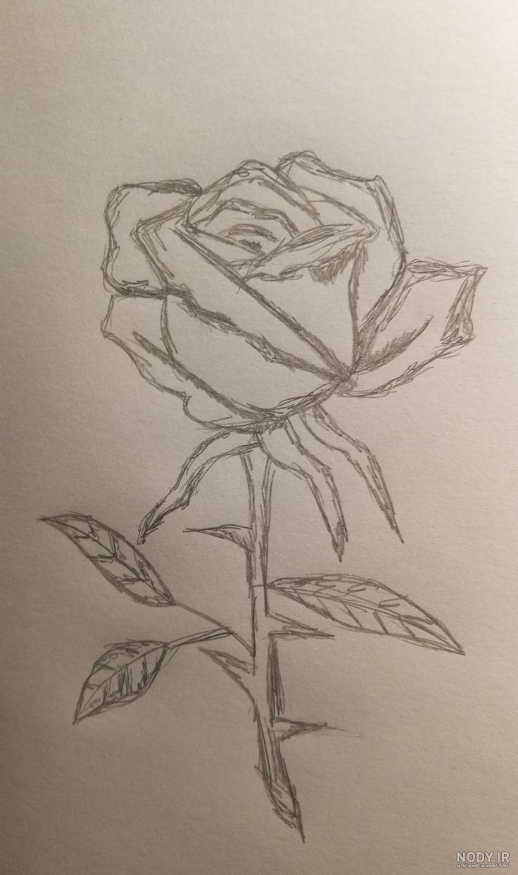 عکس نقاشی یک گل رز