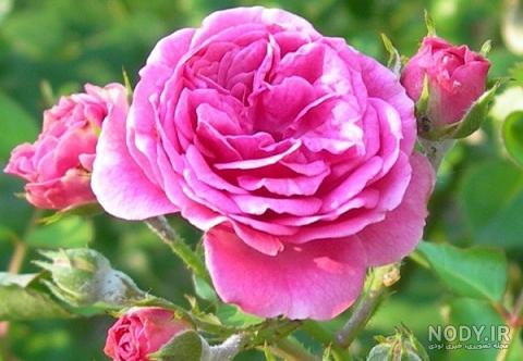 با نگهداری گل محمدی از خواص گلاب برای پوست و مو بهره ببرید!