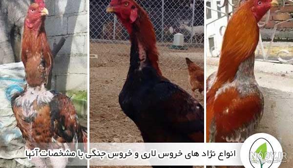 بایگانی‌های مرغ و خروس لاری - صفحه 3 از 6 - مرجع تخصصی حیوانات