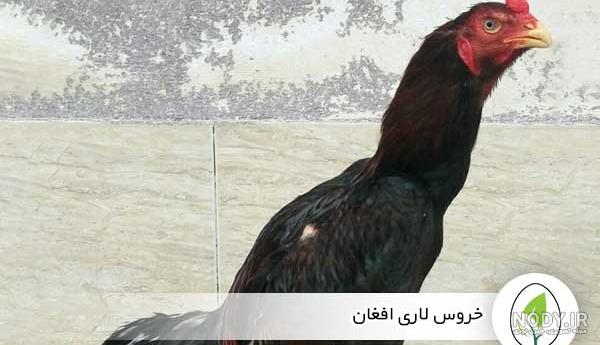 بررسی نژاد های خروس در ایران / خروسی که عقاب را هم اسیر می کند! (+عکس)