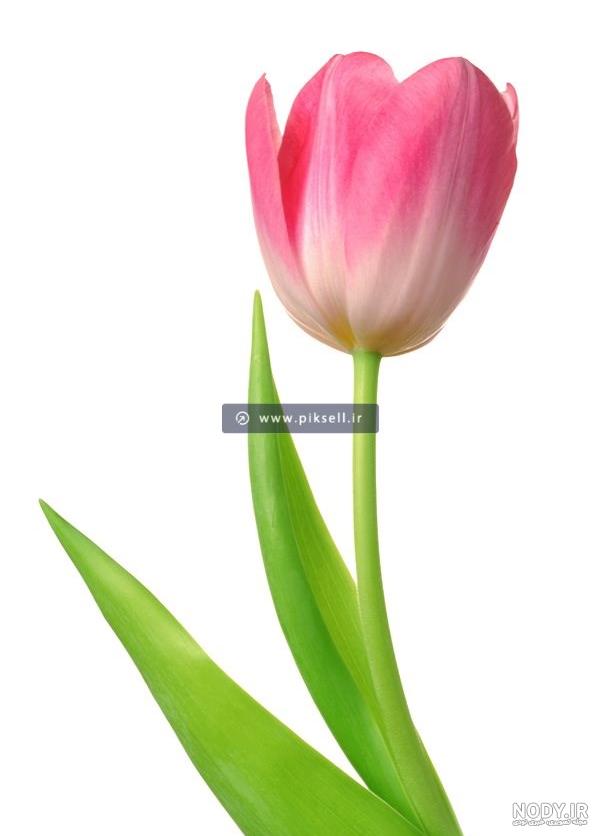 دانلود عکس گل لاله با کیفیت بالا