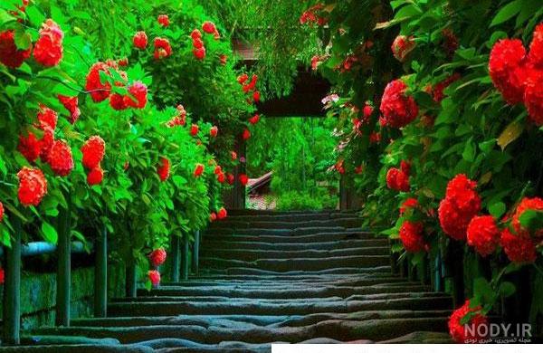 عکس طبیعت با کیفیت بالا برای دسکتاپ