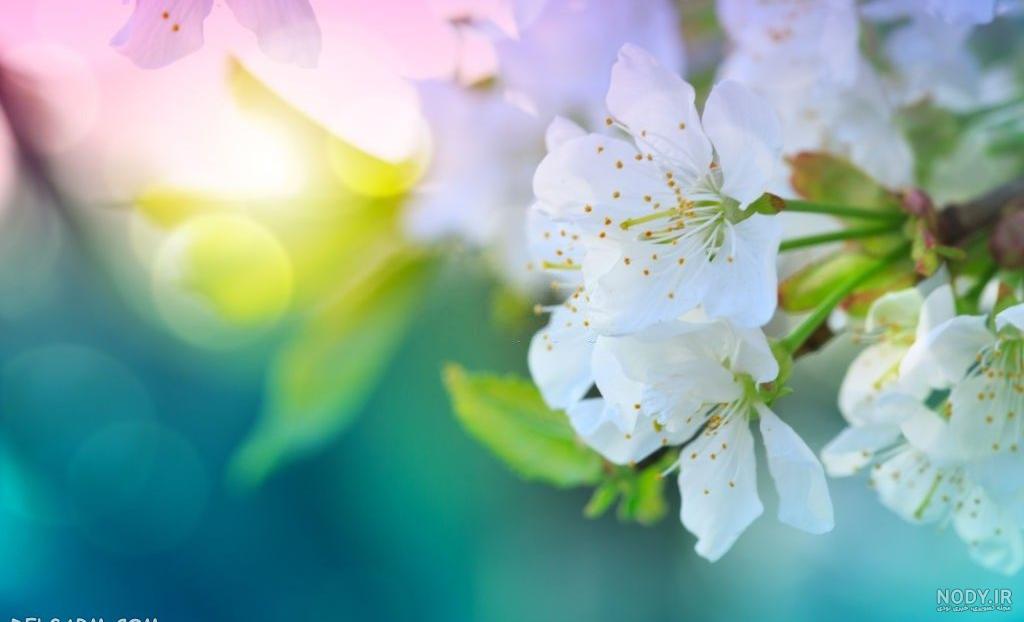 عکس طبیعت با کیفیت بالا برای گوشی