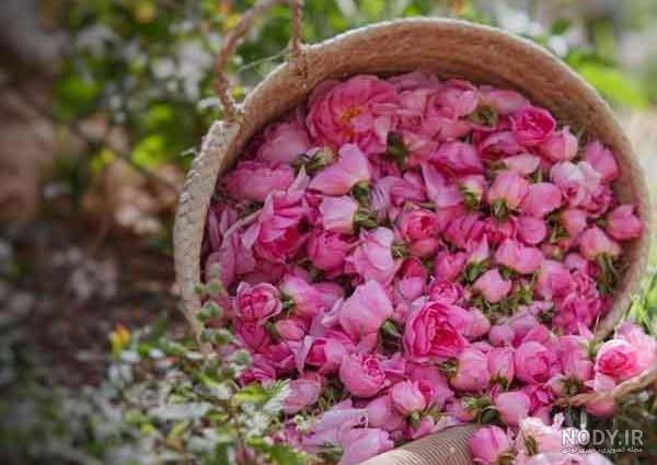 عکس پس زمینه گل محمدی