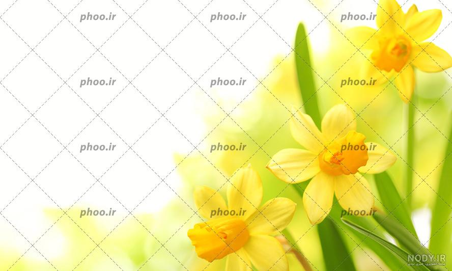 عکس گل نرگس با کیفیت بالا