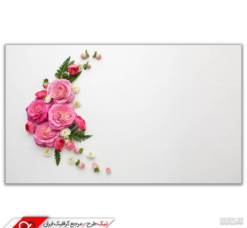 معرفی گل محمدی یا گل گلاب - میهن کاکتوس