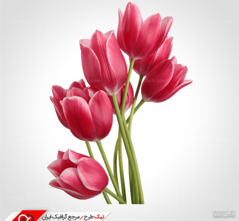 نقاشی گل لاله با آموزش تصویری به کودکان