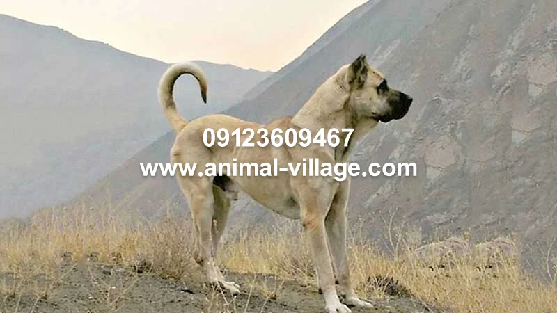 سگ سرابی و انواع نژاد سگ سرابی - Tjoor سگ سرابی و انواع نژاد سگ سرابی - Tjoor