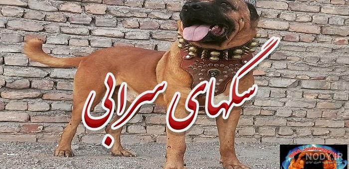 عکس توله سگ سرابی سفید عکس توله سگ سرابی سفید