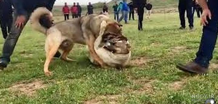فروش توله سگ سرابی،توله سرابی جنگجو فروش توله سگ سرابی،توله سرابی جنگجو