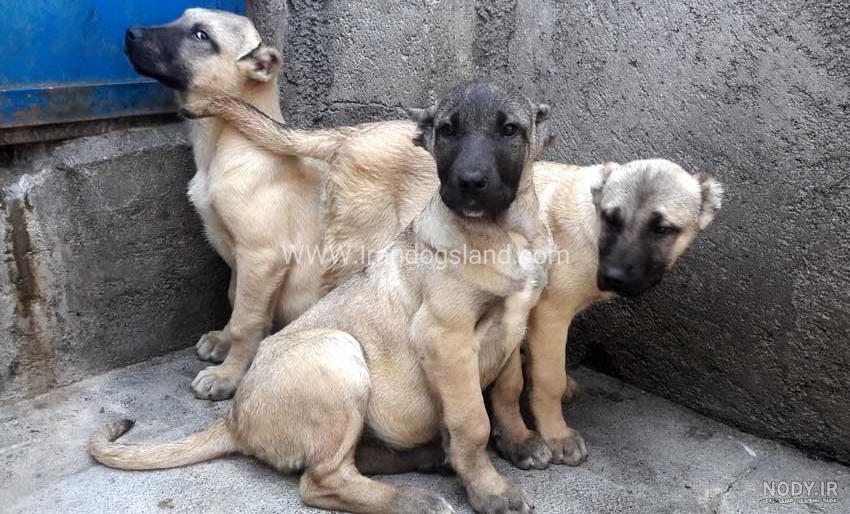 مشخصات کامل، قیمت و خرید نژاد سگ سرابی (Persian mastiff) | پت راید مشخصات کامل، قیمت و خرید نژاد سگ سرابی (Persian mastiff) | پت راید