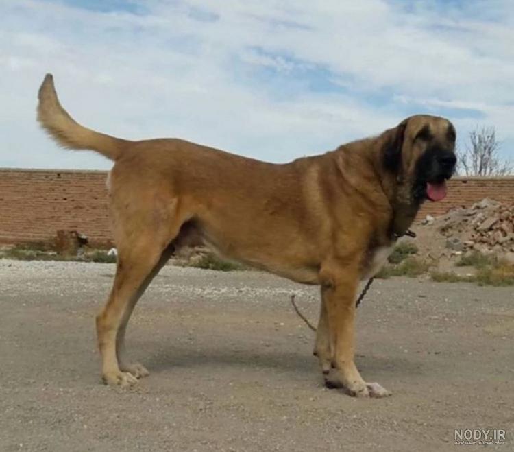 Kurdish Dog Pshdar - توتکی شازی پژدر . . سلاو دوستان ❤ په یجی ...