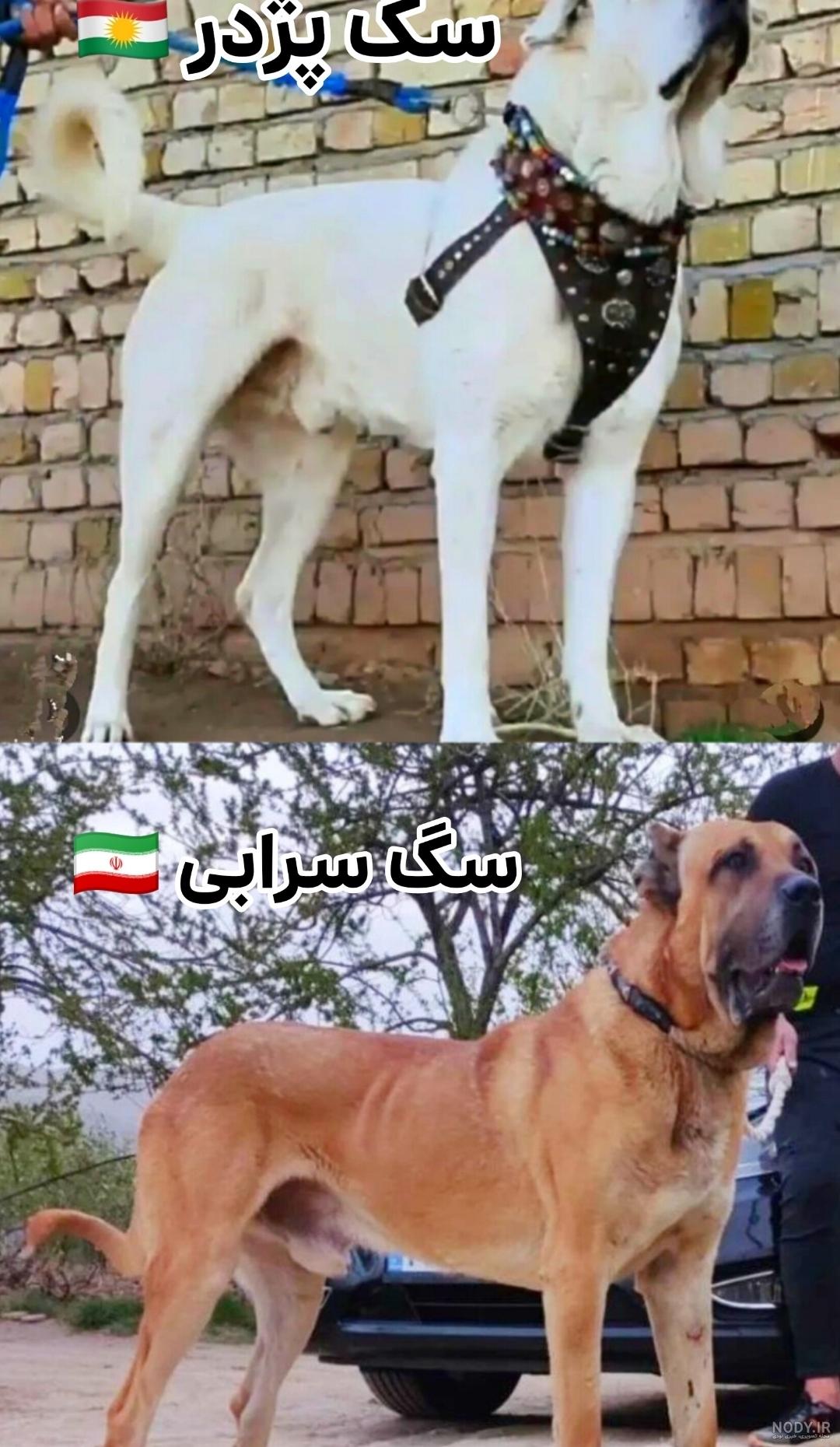 Shabani - 🐶سارویه پت🐶, توله های پژدر عراقی...