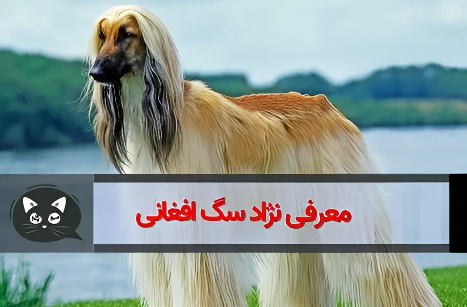 تاریخچه سگ شکاری افغانی و معرفی مشخصات و نحوه نگهداری از آن - فارسی پت