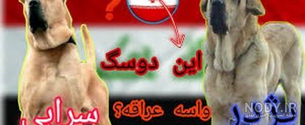 توله پژدر