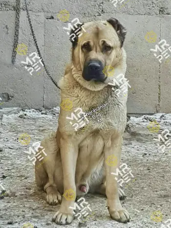 خرید،قیمت و اطلاعات کامل نژاد سگ پژدر