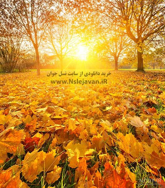 دانلود عکس بک گراند پاییزی