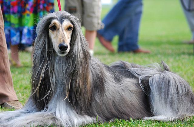 سگ اصيل افغانی (Afghan Hound) | سگ شکاری افغان، تغذيه ، مراقبت + قيمت
