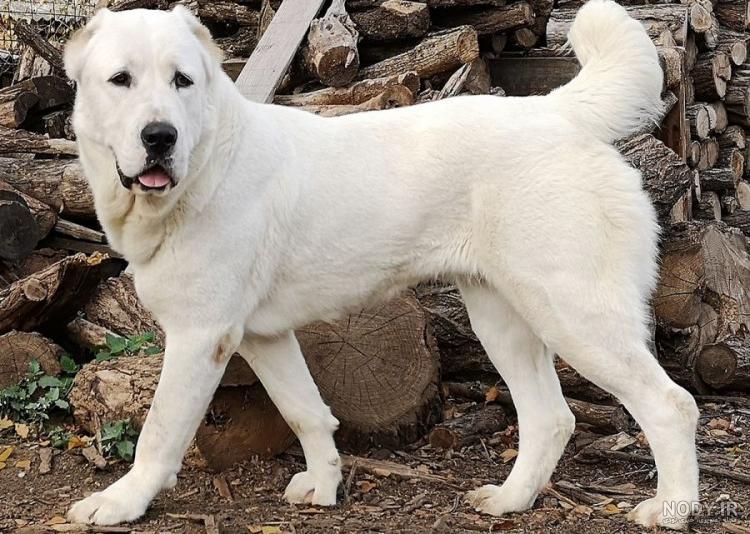 سگ بزرگ جنگی dogs / سگ جنگی غول پیکر / سگ های بزرگ وحشی 2022 سگ بزرگ جنگی dogs / سگ جنگی غول پیکر / سگ های بزرگ وحشی 2022
