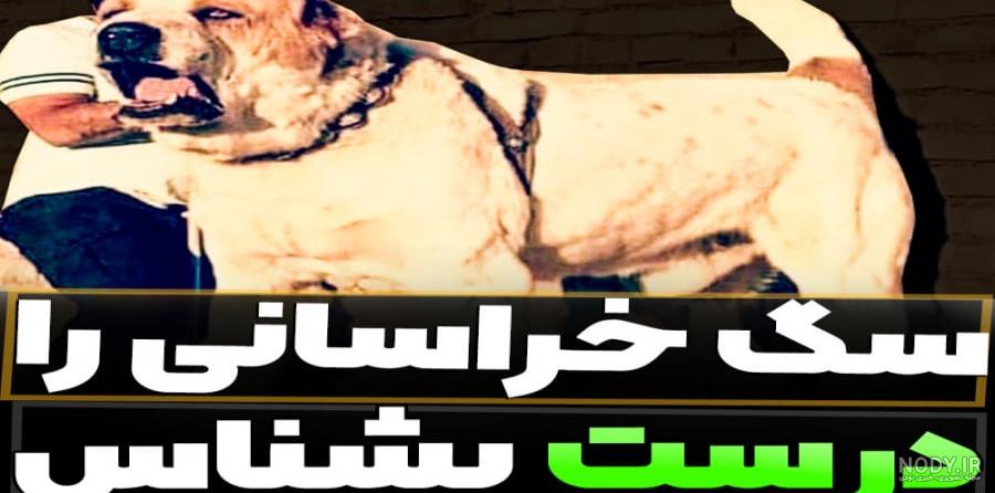 سگ خراسانی سگ خراسانی