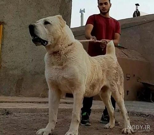 سگ خراسانی یا افغان؛ سگ غول‌پیکری که یک شیر را از پا در می‌آورد ...